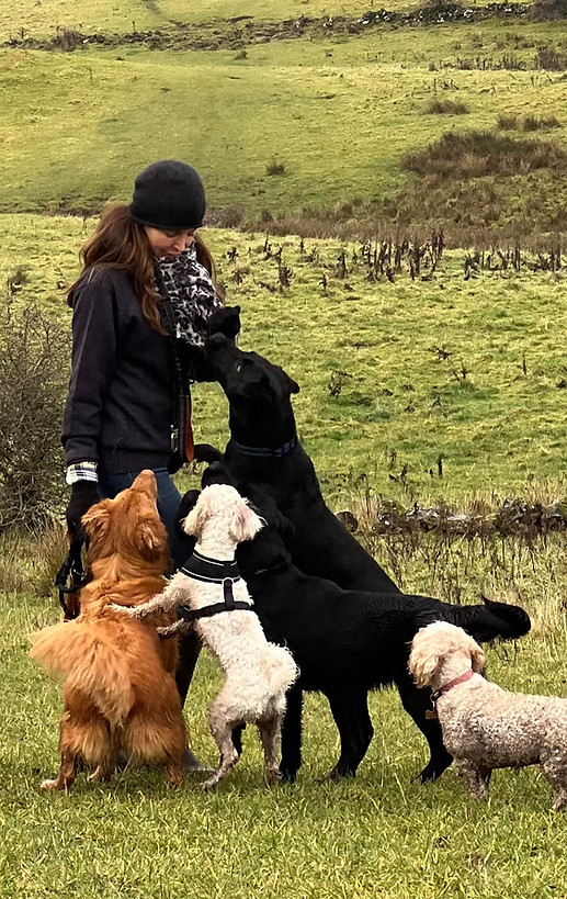 About Splash Dog Grooming